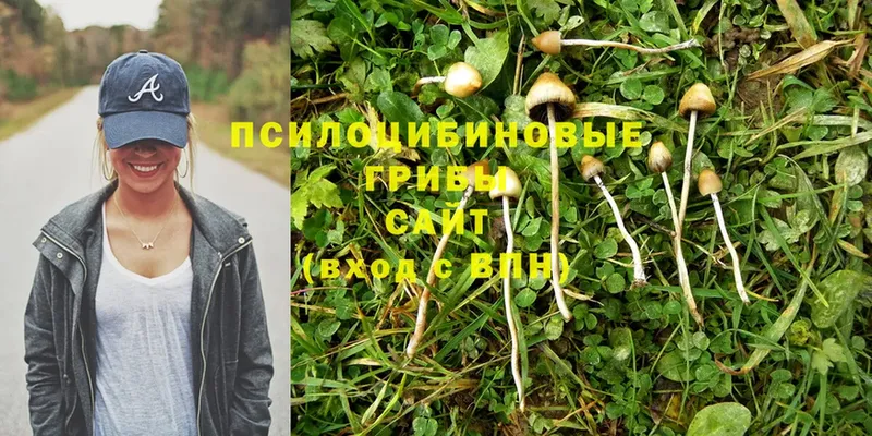 Псилоцибиновые грибы Psilocybine cubensis  Городец 